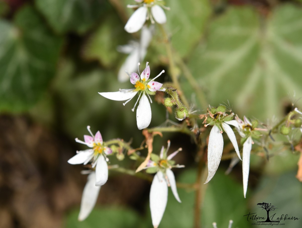 Saxifraga stolonifera Curtis